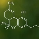 How does thca legal status relate to cross-border trade planning for operators