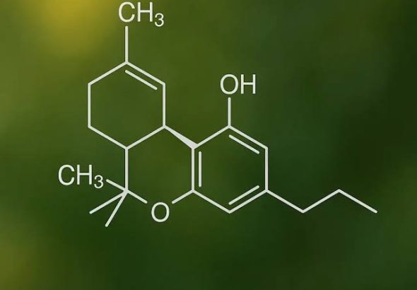 How does thca legal status relate to cross-border trade planning for operators
