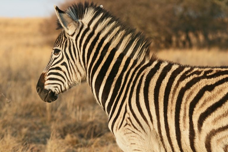 Zebra, animal, mammal — Gain Access to Exclusive Features and Rewards on Major Toto Sites